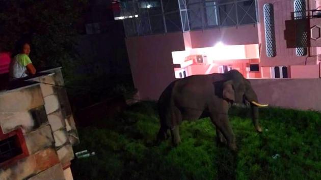 Elephant inside the residential colony in early hours of Sunday in Haridwar (HT Photo) Elephant inside the residential colony in early hours of Sunday in Haridwar (HT Photo)
