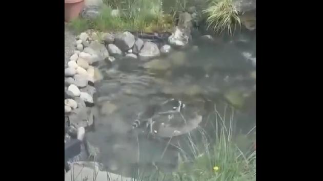 Captioned, “Anyone knows what kind of koi these are?” the clip has gone viral. (Twitter/@Lavish_Fixation) Captioned, “Anyone knows what kind of koi these are?” the clip has gone viral. (Twitter/@Lavish_Fixation)