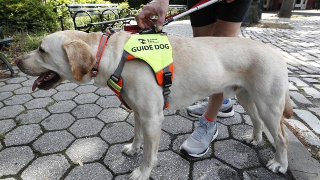 Blind runner Thomas Panek inserts a lightweight customized pole to his guide dog Blaze's specially-designed harness that pivots to allow Blaze to guide Panek while running, Thursday, July 23, 2020, in Central Park in New York.  (AP Photo/Kathy Willens) 