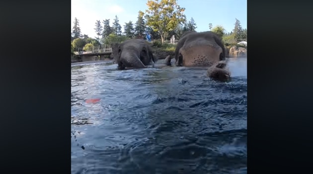 Oregon Zoo Has A Horrible Track Record With Elephants Tell Them To Stop Breeding And Abusing These Animals For Good One Green Planet