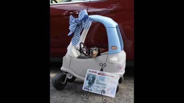 The image shows a doggo named Moose who just got his driving license. (Twitter/@dog_rates) The image shows a doggo named Moose who just got his driving license. (Twitter/@dog_rates)