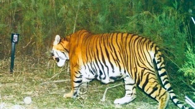 A tiger spotted at the Laokhowa Burhachapori sanctuary.(KNPTR)