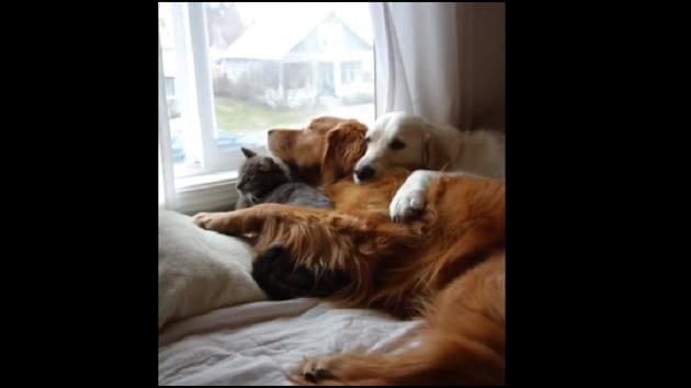 The relaxing video shows Kiko, Watson and Harry. (Instagram/@wat.ki) The relaxing video shows Kiko, Watson and Harry. (Instagram/@wat.ki)