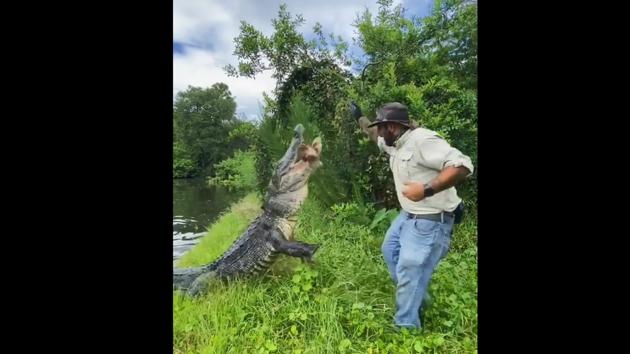 Predator, the alligator, eating some food.(Instagram/@gatorland_orlando)