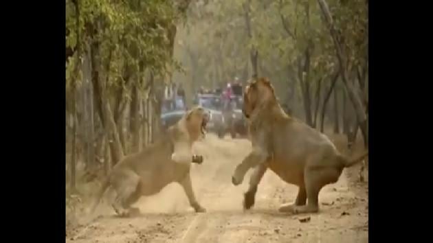 lioness fighting
