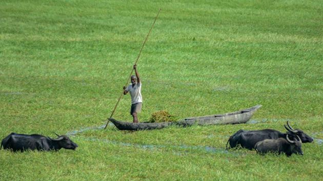 A farmer rows a boat as he herds buffaloes through a flooded paddy field in Assam’s Dibrugarh district.(PTI)