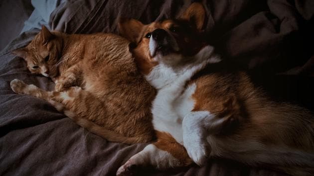 Representational image (Unsplash) Representational image (Unsplash)