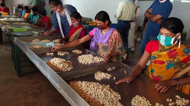 The forest department claimed nearly 6,000 forest dwelling families have collected cashew this year and each family has earned the average income of <span class='webrupee'>?</span>10,000 in Bastar.(HT Photo)