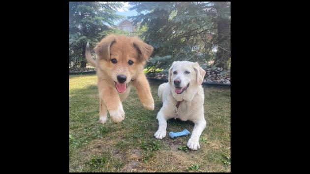 The tweet is complete with an image of the duo where Skittles is seen ‘flying’ as Chase looks on.(Twitter/@dog_rates)