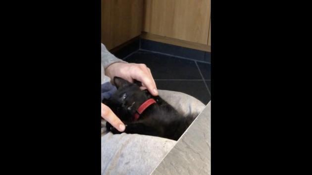 The image shows a little black-furred feline laying, belly up, on its hooman’s lap.(Reddit/@hmmkontjes) The image shows a little black-furred feline laying, belly up, on its hooman’s lap.(Reddit/@hmmkontjes)