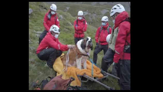 The tired pooch eventually cooperated with the rescuers and was finally carried downhill on a stretcher.(Facebook/Wasdale Mountain Rescue Team) The tired pooch eventually cooperated with the rescuers and was finally carried downhill on a stretcher.(Facebook/Wasdale Mountain Rescue Team)