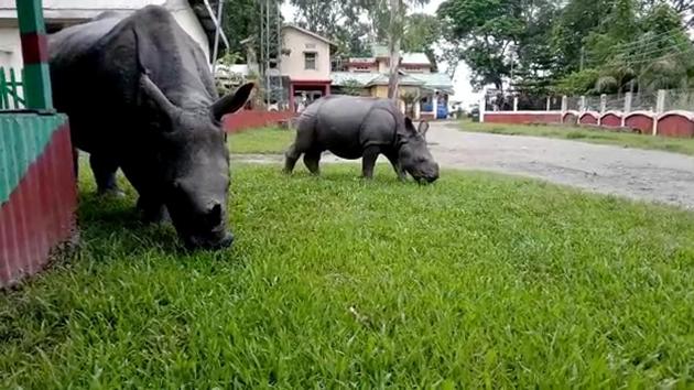 A rhino with its calf after entering a residential area in search of food with most of the forest area submerged due to floods in Morigaon, Assam on July 27. The flood situation at the Kaziranga National Park has improved slightly, with 80% of its area now being inundated as compared to 90% till last week, HT reported citing park authorities. Over 130 animals, including 14 rhinos, have died in the floods. (ANI)