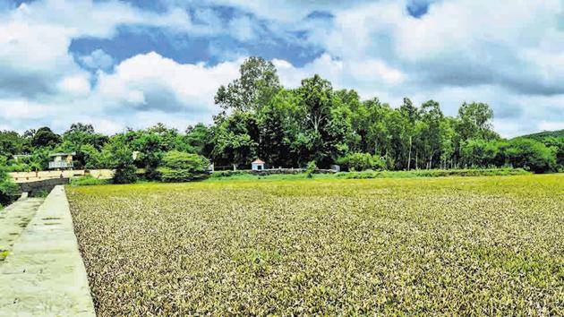 Water hyacinth covers Pashan lake in Pune on July 27. PMC transport department officials said that they had agreed to only provide vehicles and equipment for the removal of hyacinth, while the main responsibility lay with the health department.(MILIND SAURKAR/HT)