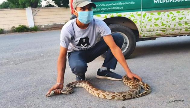 A five-foot-long Indian rock python was rescued from the bus stop near Saket metro station.(ANI) A five-foot-long Indian rock python was rescued from the bus stop near Saket metro station.(ANI)