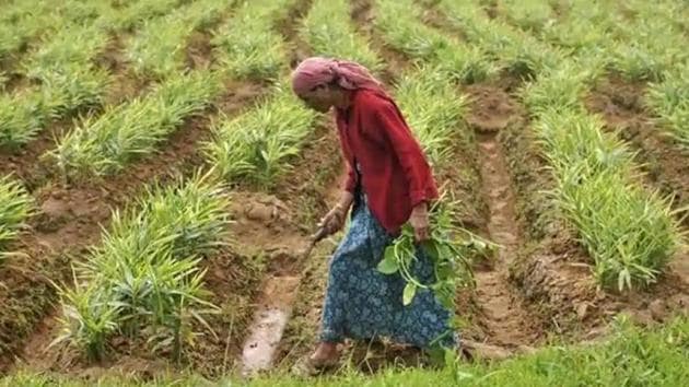 A farm labourer weeds a ginger field in Nagarally village in Karnataka.(Reuters)