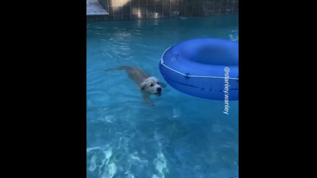 “Pup or seal?” asks the caption shared along with this Instagram post. (Instagram/@stanley.wanley) “Pup or seal?” asks the caption shared along with this Instagram post. (Instagram/@stanley.wanley)
