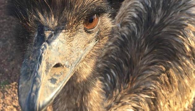 An emu named Carol, three years old and raised from an egg, walks around behind a fence. An Australian Outback pub has banned two emus, Carol and another, for “bad behavior” after they learned to climb the stairs and created havoc inside.(AP)