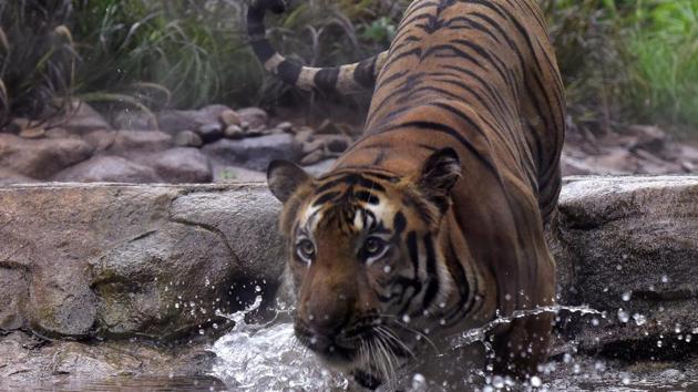 File photo: A tiger takes a lap in his enclosure at a zoo in Mumbai.(Anshuman Poyrekar/HT Photo)