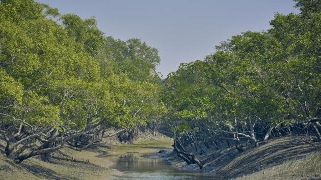 Sundari tree (Heritiera fomes) forest in Sunderbans river delta. The Sundarbans mangrove forest, one of the largest such forests in the world and it is an Unesco World Heritage Site.(Getty Images/iStockphoto)