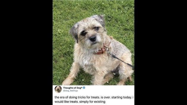 The image shows a tweet from the Thoughts of Dogs Twitter account along with a doggo. (Twitter/@Loobylou65) The image shows a tweet from the Thoughts of Dogs Twitter account along with a doggo. (Twitter/@Loobylou65)