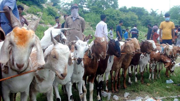 Authorities in many states have put restrictions on the sale and slaughter of animals for Edi-ul-Adha.(Representative Photo/ANI)
