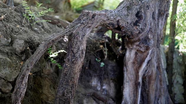 The tree roots identified as part of the location that inspired Van Gogh for his last painting in Auvers-sur-Oise on July 29. This area has now been fenced off for protection and will be made available for public viewing later, Reuters reported. (Christian Hartmann / REUTERS) The tree roots identified as part of the location that inspired Van Gogh for his last painting in Auvers-sur-Oise on July 29. This area has now been fenced off for protection and will be made available for public viewing later, Reuters reported. (Christian Hartmann / REUTERS)