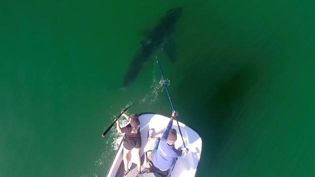 California State University of Long Beach Shark Lab scientist Dr. Chris Lowe and his graduate student, Emily Spurgeon, simultaneously apply an acoustic transmitter and identify the sex of a juvenile white shark off the coast of Carpinteria, California, U.S. November 9, 2019.(Patrick Rex/Shark Lab/Handout via REUTERS) California State University of Long Beach Shark Lab scientist Dr. Chris Lowe and his graduate student, Emily Spurgeon, simultaneously apply an acoustic transmitter and identify the sex of a juvenile white shark off the coast of Carpinteria, California, U.S. November 9, 2019.(Patrick Rex/Shark Lab/Handout via REUTERS)