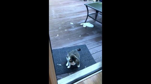 The image shows a white-and-brown furred feline.(Reddit/@Sabrinacolada)