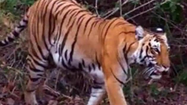 29 tigers present in Dibang block: Report | Latest News India