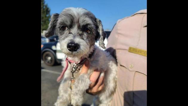 The image shows the rescued dog. (Facebook/Riverside County Sheriff’s Department) The image shows the rescued dog. (Facebook/Riverside County Sheriff’s Department)