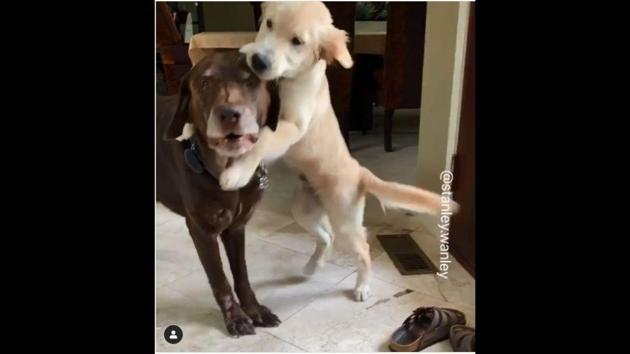 The image shows Stanley hugging another doggo. (Instagram/stanley.wanley) The image shows Stanley hugging another doggo. (Instagram/stanley.wanley)