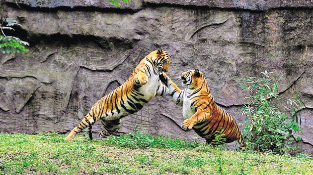Guru and Sarthak at the enclosure at Rajiv Gandhi Zoological Park and Research Centre, Katraj in Pune on July 29. Nandini, a 16.5-year-old Royal Bengal tigress, breathed her last at the Katraj zoo on Thursday. (RAHUL RAUT/HT) Guru and Sarthak at the enclosure at Rajiv Gandhi Zoological Park and Research Centre, Katraj in Pune on July 29. Nandini, a 16.5-year-old Royal Bengal tigress, breathed her last at the Katraj zoo on Thursday. (RAHUL RAUT/HT)