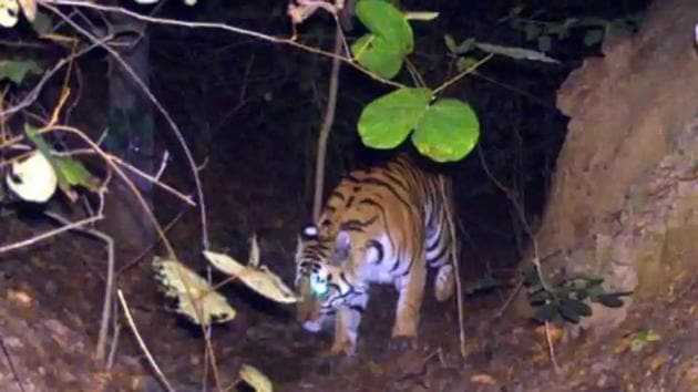 Cam footage of tiger spotted in Palamau in August 2019. No sighting have been reported since February. (HT Archive) Cam footage of tiger spotted in Palamau in August 2019. No sighting have been reported since February. (HT Archive)