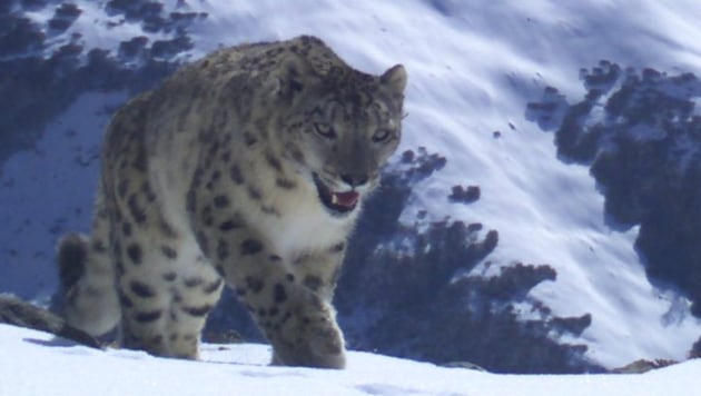 A snow leopard camera trapped in Gori Valley in Uttarakhand’s Pithoragarh district.(HT File Photo)