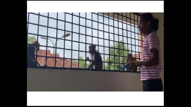 The monkeys can be seen sitting on the other side of a railing and taking biscuits from Das. (Twitter@HimaDas8)