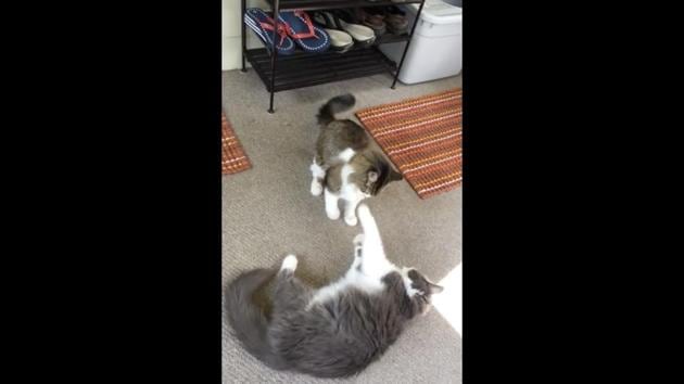 The image shows two cats. (Reddit) The image shows two cats. (Reddit)