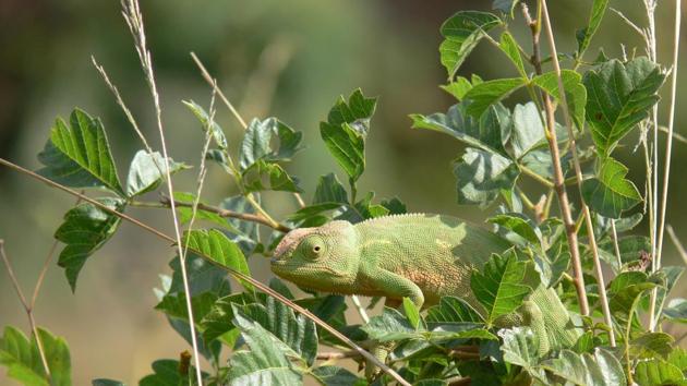 The reptile, which was spotted in the house of a school teacher in Sankrail village, was seen changing colours frequently. (representational image)(Unsplash) The reptile, which was spotted in the house of a school teacher in Sankrail village, was seen changing colours frequently. (representational image)(Unsplash)