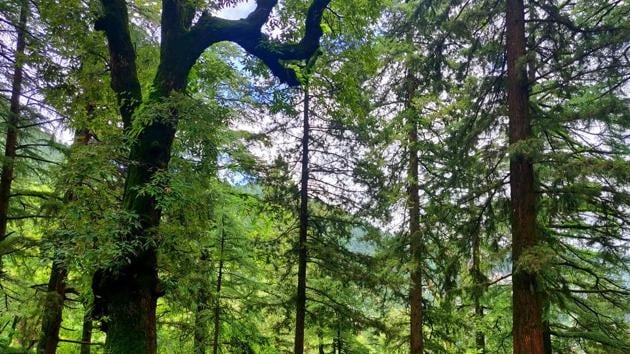 According to the last two surveys conducted by the Forest Survey of India over a period of four years from 2015 to 2019, Uttarakhand has not managed to report even an increase of even 1% forest cover in the state.(HT PHOTO.) According to the last two surveys conducted by the Forest Survey of India over a period of four years from 2015 to 2019, Uttarakhand has not managed to report even an increase of even 1% forest cover in the state.(HT PHOTO.)