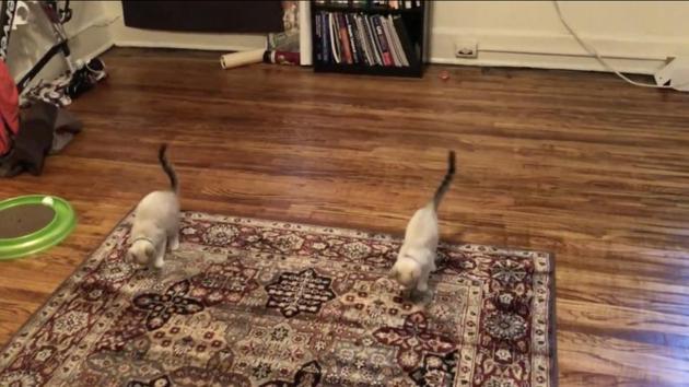 The image shows two cats.(Reddit/@snickercbobw) The image shows two cats.(Reddit/@snickercbobw)