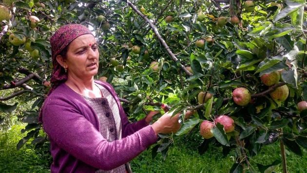 A farmer plucks apples from a tree at an orchard in Shimla, Himachal Pradesh on August 1. The monsoon covered the entire country nearly two weeks earlier than usual, helping farmers speed up planting. (PTI)