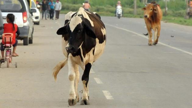 Stray cattle on the road in Sector 52, Chandigarh, on Sunday.(Keshav Singh/Hindustan Times)