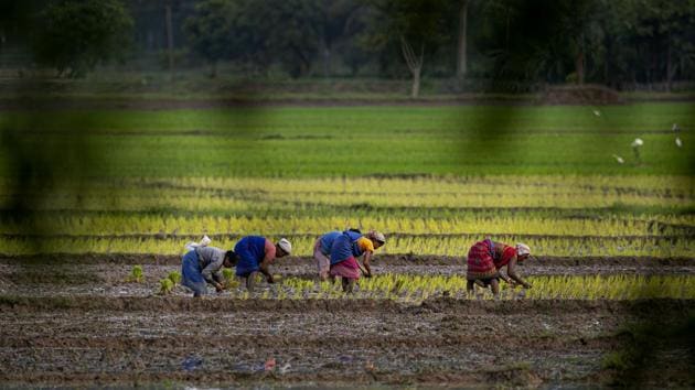 Farmers work in a paddy field on the outskirts of Guwahati in Assam on July 30. The area planted with rice, the main food crop of the world’s second-most populous country, was 26.7 million hectares, compared with 22.4 million hectares in the year-earlier period, Reuters reported. (Anupam Nath / AP)