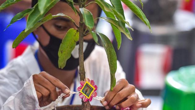A student ties 'rakhi' on a plant ahead of Raksha Bandhan festival, during Unlock 3, in Kolkata, Sunday, Aug 2, 2020. (PTI Photo/Swapan Mahapatra)