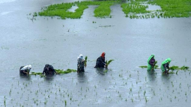 Farmers transplant paddy saplings in a field in Kochi, Kerala on July 29. Monsoon rains are critical for farm output and economic growth as about 55% of India’s arable land is rain-fed, Reuters reported. (PTI)