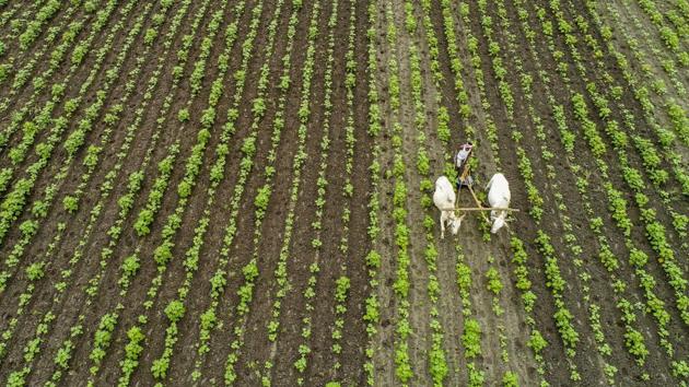 A farmer ploughs his cotton field in Paritala near Vijayawada, Andhra Pradesh on August 1. Farmers planted more acreage of every single summer-sown crop between June 1 and July 31 than last year, brightening the prospects for a bumper output in the world’s leading producer of farm commodities. (PTI)