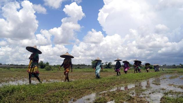 Farmers head to plant paddy saplings in Bhubaneswar, Odisha on August 1. The India Meteorological Department defines average, or normal, rainfall as between 96% and 104% of a 50-year average of 88 cm for the entire four-month season, Reuters reported. (ANI)