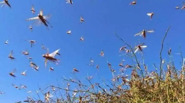 Ferozepur district has been put on the danger list, while Jalandhar, Kapurthala, Mansa, Moga and Tarn Taran districts are on the threat list of a locust attack.(HT file photo)
