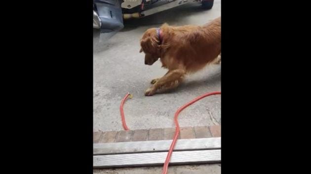 The image shows a bronze-furred pooch pawing at a pipe. (Reddit/@SaltyCaptain1114) The image shows a bronze-furred pooch pawing at a pipe. (Reddit/@SaltyCaptain1114)
