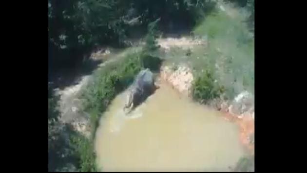 Billie the elephant recently took a dip in one of Q Habitat’s ponds (Twitter/@ElephantsTN) Billie the elephant recently took a dip in one of Q Habitat’s ponds (Twitter/@ElephantsTN)