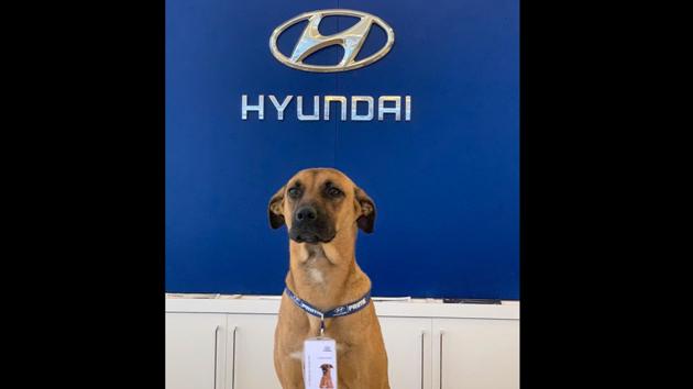 Tuscan Prime, the stray doggo employed as a sales person.(Instagram/@hyundaibr)